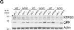 Rabbit IgG (H+L) Secondary Antibody in Western Blot (WB)