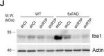 Rabbit IgG (H+L) Secondary Antibody in Western Blot (WB)