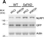 Rabbit IgG (H+L) Secondary Antibody in Western Blot (WB)