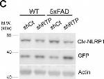 Rabbit IgG (H+L) Secondary Antibody in Western Blot (WB)