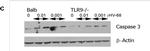 Mouse IgG (H+L) Cross-Adsorbed Secondary Antibody in Western Blot (WB)