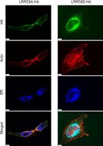 HA Tag Antibody in Immunocytochemistry (ICC/IF)