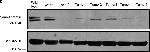 Mouse IgG (H+L) Secondary Antibody in Western Blot (WB)