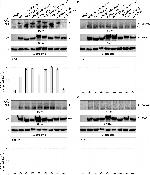 Rabbit IgG (H+L) Cross-Adsorbed Secondary Antibody in Western Blot (WB)