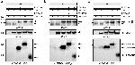 Mouse IgG, IgM (H+L) Cross-Adsorbed Secondary Antibody in Western Blot (WB)