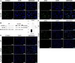 Rabbit IgG (H+L) Cross-Adsorbed Secondary Antibody in Immunocytochemistry (ICC/IF)