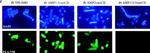 Rabbit IgG (H+L) Secondary Antibody in Immunocytochemistry (ICC/IF)