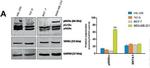 Mouse IgG (H+L) Secondary Antibody in Western Blot (WB)