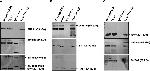 Mouse IgG (H+L) Secondary Antibody in Western Blot (WB)