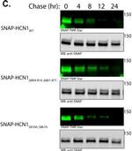 Mouse IgG (H+L) Secondary Antibody in Western Blot (WB)