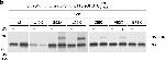 Rabbit IgG (H+L) Secondary Antibody in Western Blot (WB)