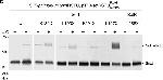 Rabbit IgG (H+L) Secondary Antibody in Western Blot (WB)