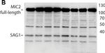 Mouse IgG (H+L) Secondary Antibody in Western Blot (WB)