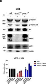 Mouse IgG (H+L) Secondary Antibody in Western Blot (WB)