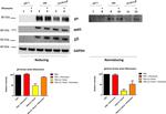 Mouse IgG (H+L) Secondary Antibody in Western Blot (WB)