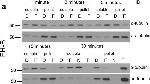 Rabbit IgG (H+L) Secondary Antibody in Western Blot (WB)