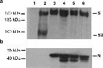 Rabbit IgG (H+L) Secondary Antibody in Western Blot (WB)