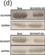 Rabbit IgG (H+L) Secondary Antibody in Western Blot (WB)