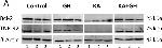 Goat IgG (H+L) Secondary Antibody in Western Blot (WB)