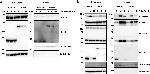 Goat IgG (H+L) Secondary Antibody in Western Blot (WB)