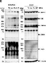 Goat IgG (H+L) Secondary Antibody in Western Blot (WB)