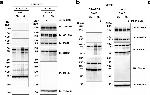 Goat IgG (H+L) Secondary Antibody in Western Blot (WB)