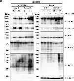 Goat IgG (H+L) Secondary Antibody in Western Blot (WB)