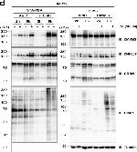 Goat IgG (H+L) Secondary Antibody in Western Blot (WB)