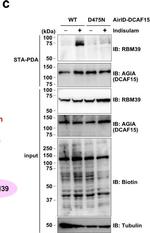 Goat IgG (H+L) Secondary Antibody in Western Blot (WB)