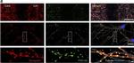 Rabbit IgG (H+L) Cross-Adsorbed Secondary Antibody in Immunocytochemistry (ICC/IF)