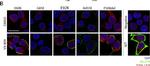 Mouse IgG (H+L) Cross-Adsorbed Secondary Antibody in Immunocytochemistry (ICC/IF)