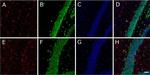 Rabbit IgG (H+L) Cross-Adsorbed Secondary Antibody in Immunohistochemistry (Frozen) (IHC (F))