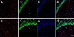 Rabbit IgG (H+L) Cross-Adsorbed Secondary Antibody in Immunohistochemistry (Frozen) (IHC (F))