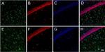 Rabbit IgG (H+L) Cross-Adsorbed Secondary Antibody in Immunohistochemistry (Frozen) (IHC (F))