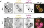 Mouse IgG (H+L) Highly Cross-Adsorbed Secondary Antibody in Immunocytochemistry (ICC/IF)