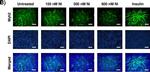 Mouse IgG (H+L) Cross-Adsorbed Secondary Antibody in Immunocytochemistry (ICC/IF)