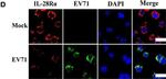 Rabbit IgG (H+L) Highly Cross-Adsorbed Secondary Antibody in Immunocytochemistry (ICC/IF)