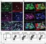 F4/80 Antibody in Immunocytochemistry, Flow Cytometry (ICC/IF, Flow)