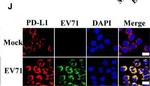 Mouse IgG (H+L) Cross-Adsorbed Secondary Antibody in Immunocytochemistry (ICC/IF)