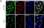 Rabbit IgG (H+L) Highly Cross-Adsorbed Secondary Antibody in Immunocytochemistry (ICC/IF)