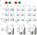 CD202b (TIE2) Antibody in Flow Cytometry (Flow)