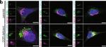 Mouse IgG (H+L) Cross-Adsorbed Secondary Antibody in Immunocytochemistry (ICC/IF)