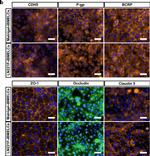 Rabbit IgG (H+L) Highly Cross-Adsorbed Secondary Antibody in Immunocytochemistry (ICC/IF)