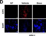 Mouse IgG (H+L) Cross-Adsorbed Secondary Antibody in Immunocytochemistry (ICC/IF)