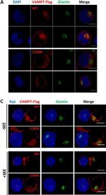 Rabbit IgG (H+L) Highly Cross-Adsorbed Secondary Antibody in Immunocytochemistry (ICC/IF)