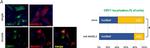 Rabbit IgG (H+L) Highly Cross-Adsorbed Secondary Antibody in Immunocytochemistry (ICC/IF)