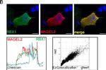 Rabbit IgG (H+L) Highly Cross-Adsorbed Secondary Antibody in Immunocytochemistry (ICC/IF)