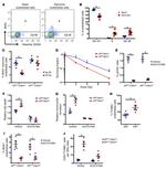 BrdU Antibody in Flow Cytometry (Flow)