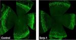 Rat IgG (H+L) Cross-Adsorbed Secondary Antibody in Immunohistochemistry (IHC)