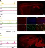 Rat IgG (H+L) Cross-Adsorbed Secondary Antibody in Immunohistochemistry (IHC)